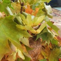 Zajęcia "Pierwszy jesienny liść"