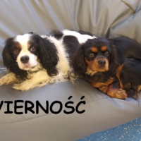 Dzień życzliwości