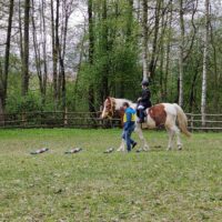 Regionalne Zawody Jeździeckie OLIMPIAD SPECJALNYCH