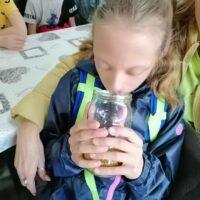 O pszczołach słów kilka